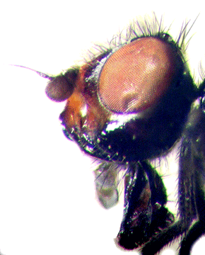 Ulidia facialis Becker - Kazakhstan: Karatau Mts. (SIZK): head left.