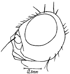 Ulidia salonikiensis Hennig (holotype: redrawn from Hennig 1940, with changes)